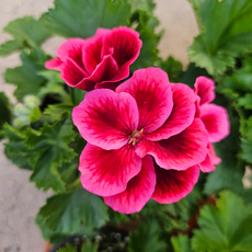 아비가든 캔디제라늄 1+1 예쁜꽃 소형 모종, 2개, 교차색상