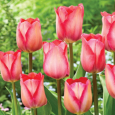 [나은식물원]40.[튤립 모종] 핑크 사운드 -10cm 2포트