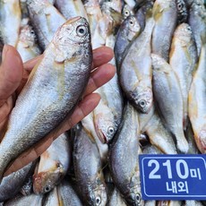 제주 참조기 냉동조기 210미 급식용 가정용, 참조기210~220미, 1개