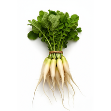 [신선보장] 바로 캐낸 강원도 알타리의 아삭한 단맛, 1개, 산바다]강원도 알타리 무 10kg