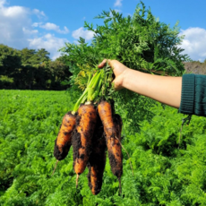 제주 구좌당근 흙당근 햇당근 농장직송, 1개, 정품 2kg(대)
