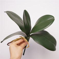 仿真蝴蝶蘭葉 附根設計 居家婚慶插花綠植盆景裝飾, 1個, 中五葉