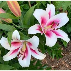 우리화훼종묘 백합 구근 - 님프, 1개