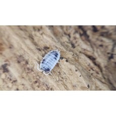 [70종] 등각류 분해생물 쥐며느리 톡토기 비바리움 교육용, 1세트, 데어리카우 10마리