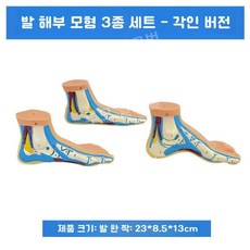 루모 인간 발 모형 해부 교육용 골격 평발 근육, 7. 발 해부학 3/세트 (신형)