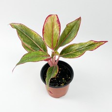 글라스가든 아글레오네마 오로라 수경재배 수중 실내공기정화 키우기 쉬운 식물 키우기, 1개