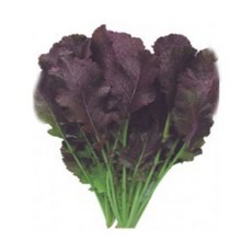 김치 적 갓 야채 씨 채소 품종 종자 씨앗 2000립 kdy*06339MH