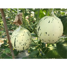 野菜部屋 R33 斑比洋香瓜 種子 綠肉, 1包