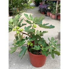 霏霏園藝 波姬紅無花果盆栽 八吋大果 陽台栽種推薦 全年結果, 1個