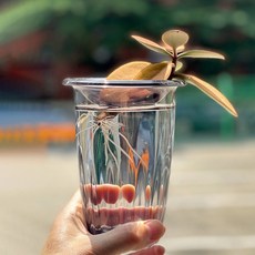 수경재배 아보카도 키우기 화병 아쿠아그린 플랜터 - Tall (회색/살구색), 회색