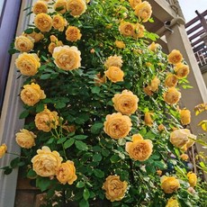 주택담장 전원주택 울타리 테라스 주택 팬스 휀스 난간펜스, F. 황금 축하 어머니 묘목 1.6m