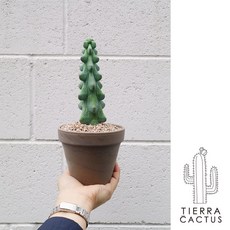 화분포함 완제품 도깨비 방망이 용비 선인장 - 토분 2 color, 쵸코마블토분(받침불포함), 1개