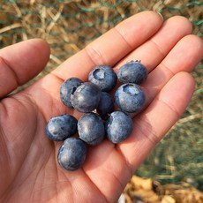 대과 블루베리 16~18mm | 요거트 그래놀라 토핑용 신선 블루베리 (2~8팩), 2개, 125g(내외)