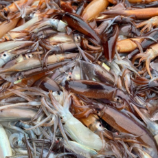 동해안 급냉 오징어, 1개, 1kg (7-8미)