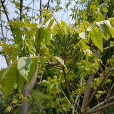 세종식물원 옻나무 묘목 1년생 2년생 택1 약용수 약용작물, 옻나무 1년생 상묘 1주