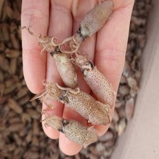 남해 통영 통영물산 햇 건꼴꾸기/바른 반찬 술안주용 600g 900g, 1개