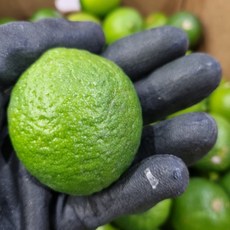 [직수입] 상큼한 향과 산미가 좋은 생 라임 수입산 과즙이 살아있는 요리용 생 라임 수입산 음료 요리에 활용도 높은 생 라임 수입산, 1개, 이하나몰 생라임 10과(약850g) 중과