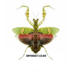 (Creobroter gematus) 게마투스꽃사마귀 암컷 [Q-7-4] 곤충표본, 1개