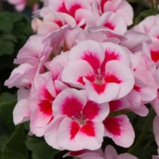 어린모종 조날 제라늄 영양계 8cm분, 1개