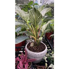 霏霏園藝 鉑金鑽植栽 搭配8寸水泥盤 室內綠化盆栽, 1個