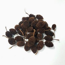 사방 오리나무 열매 5개 수족관 ph 조절, 1ml