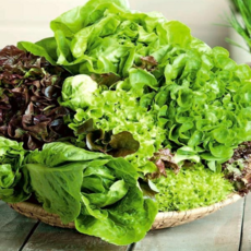 야채왕 프리미엄 모듬 상추 씨앗 3000립 가장 인기있는 7종류 상추, 1개