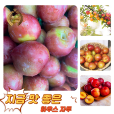[굿피플] 고당도 달콤새콤 햇자두 하우스자두 자두, 1박스, 하우스 자두 900g 21-25과