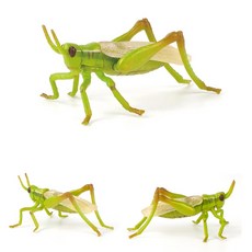 정교한 메뚜기 모형 어린이집 자연학습교구 키즈펜션 추천 교육용완구 가정보육