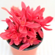 화제 다육이 밝고 선명한 붉은색 꽃 키우기 쉬운 실내 다육, 1개, 청색