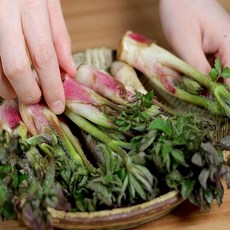 남해 노지 땅두릅 300g 500g 1kg, 01.노지 땅두릅 300g