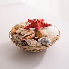 조개모듬 (믹스) 인테리어 장식 만들기 재료 테라리움 캔들