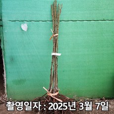착한가격 나무생각 / 배나무 / 원황 / 접목1년 / 1등묘, 원황 접목1년, 1개