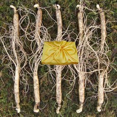 아리아리산삼 6년근 8년근 10년근 산삼 산양삼 장뇌삼 산양산삼 장뇌 자연산 주 설 추석 선물세트, 1개, 선택1. 6년근 10뿌리