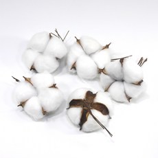 목화꽃 드라이플라워 조화 부자재