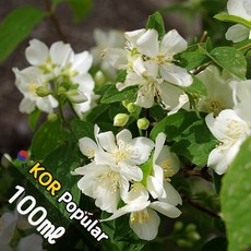 D054 미드나잇자스민 100ml (Midnight Jasmine) 프래그런스오일 캔들 디퓨저 향수, 1개