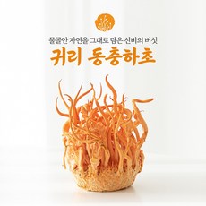 몸에 좋은 신비의 버섯 귀리동충하초 생초, 6통