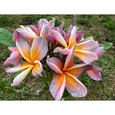 紫金屬 Metallica 雞蛋花, 1個, 35公分無根枝條