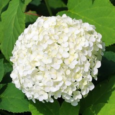 [충북농원] 스트롱아나벨 유럽목수국 묘목 - 삽목묘, 1개, 삽목/1년생