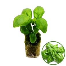 파머시카 바질 모종 수경재배 스위트바질, 4개