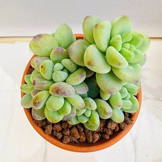 라울 다육식물 선인장 식물 꽃 생명력 카페꾸미기 장식 공기정화 전자파차단 희귀식물 산아래 다육이, 럭셔리, 1개