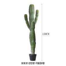 인공 선인장 식물 실내, 모로코 측정자 선인장 G 3손 1.5m