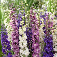 [큐가든] 델피늄 숙근 혼합 유럽 직수입 델피니움 여름꽃 노지월동 야생화 꽃, 1개