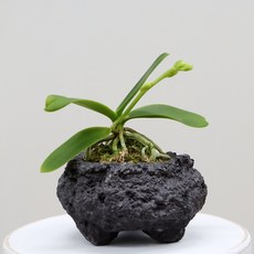 돌섬 풍란 풍란대엽 공기정화식물, 1개