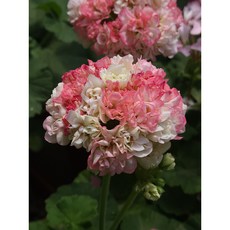 한국제라늄 달보드레 육종가-식물의사생활 12cm화분 플랜테리어 관엽식물 꽃모종 사계절피는꽃 제라늄농장 k제라늄 국내변종 키우기쉬운식물 /엠제이정원, 1개