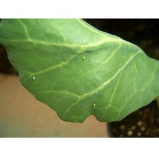 배추흰나비알 (수정란10개), 10개