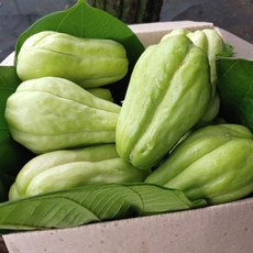 [최저가 보장] 25년 국내산 햇 차요테 생과, 1박스, 1kg