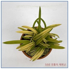 [재희난] 금루각 251015-08, 1개