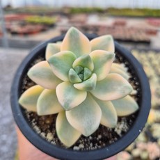 [인지다육] 살구미인금 다육식물