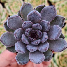 [중품다육] 예쁜다육 다육 다육이 다육식물 예쁜다육이 예쁜다육식물 대형 중형 미니 인테리어 초보자 모듬 보라색 실내용 생화 선인장 공기정화 흙포함 초보용 키우기 베란다 물빠짐좋음, 3번 블랙펄, 1개