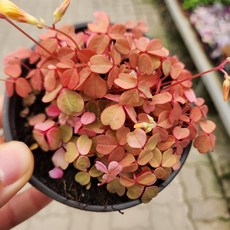 쿠퍼글로우 사랑초 옥살리스 소품 황금색 꽃 모종 키우기 실내식물 디디플랜트